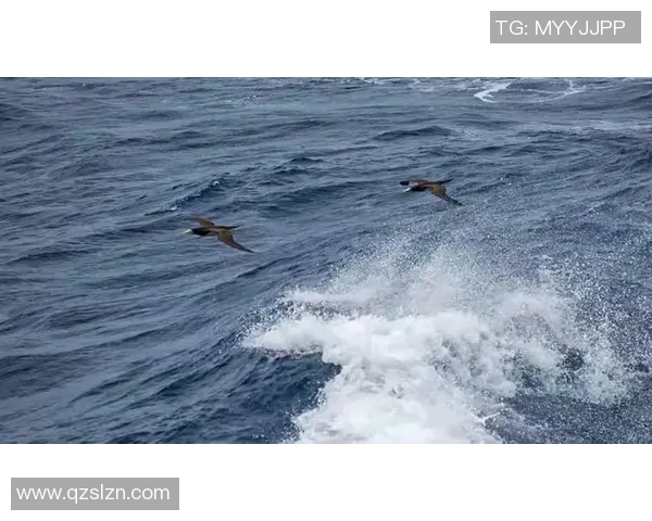 福冈与赞崎精彩对决直播全程回顾与精彩瞬间分析 福冈与赞崎精彩对决直播全程回顾与精彩瞬间分析